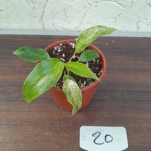 Load image into Gallery viewer, #20 Variegated Philodendron Giganteum