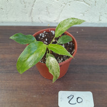 Load image into Gallery viewer, #20 Variegated Philodendron Giganteum