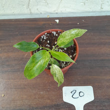 Load image into Gallery viewer, #20 Variegated Philodendron Giganteum