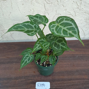 #R119 Three x Headed, Thick Veined Anthurium Hybrid