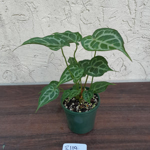 #R119 Three x Headed, Thick Veined Anthurium Hybrid