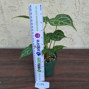 #R119 Three x Headed, Thick Veined Anthurium Hybrid