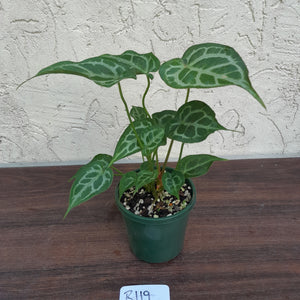 #R119 Three x Headed, Thick Veined Anthurium Hybrid