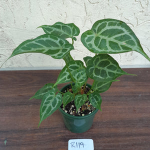 #R119 Three x Headed, Thick Veined Anthurium Hybrid