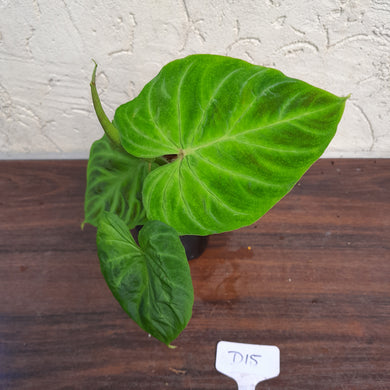 #D15 Philodendron Verrucosum