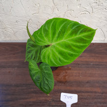 Load image into Gallery viewer, #D15 Philodendron Verrucosum