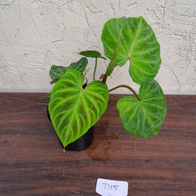 Load image into Gallery viewer, #D15 Philodendron Verrucosum