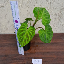Load image into Gallery viewer, #D15 Philodendron Verrucosum