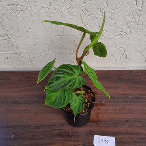 #D15 Philodendron Verrucosum