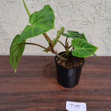Load image into Gallery viewer, #D15 Philodendron Verrucosum