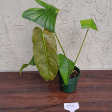 Load image into Gallery viewer, #D17 Philodendron Sharoniae