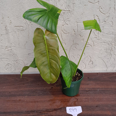 #D17 Philodendron Sharoniae