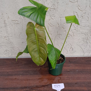 #D17 Philodendron Sharoniae