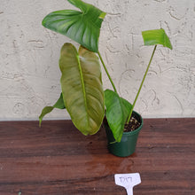 Load image into Gallery viewer, #D17 Philodendron Sharoniae