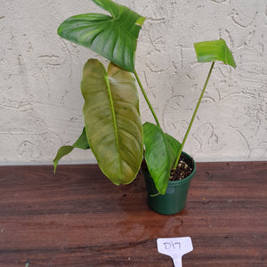 #D17 Philodendron Sharoniae