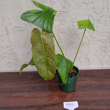 Load image into Gallery viewer, #D17 Philodendron Sharoniae