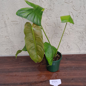 #D17 Philodendron Sharoniae