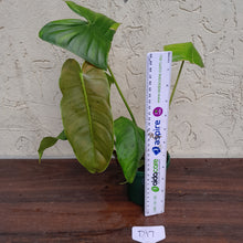 Load image into Gallery viewer, #D17 Philodendron Sharoniae