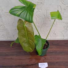 Load image into Gallery viewer, #D17 Philodendron Sharoniae