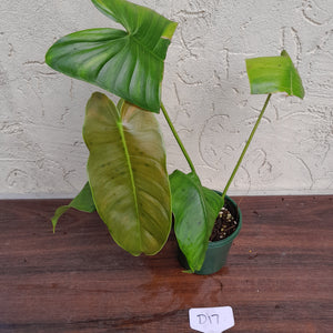 #D17 Philodendron Sharoniae