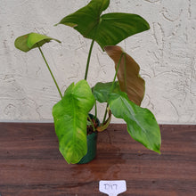 Load image into Gallery viewer, #D17 Philodendron Sharoniae