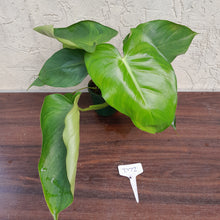 Load image into Gallery viewer, #D72 Philodendron Jose Buono x Pastazanum