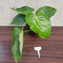 Load image into Gallery viewer, #D72 Philodendron Jose Buono x Pastazanum