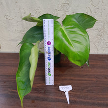 Load image into Gallery viewer, #D72 Philodendron Jose Buono x Pastazanum