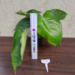 #D72 Philodendron Jose Buono x Pastazanum
