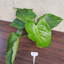 Load image into Gallery viewer, #D72 Philodendron Jose Buono x Pastazanum