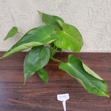 Load image into Gallery viewer, #D72 Philodendron Jose Buono x Pastazanum