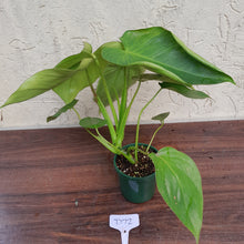 Load image into Gallery viewer, #D72 Philodendron Jose Buono x Pastazanum