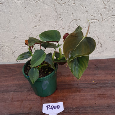 #R400 Philodendron Lupinum