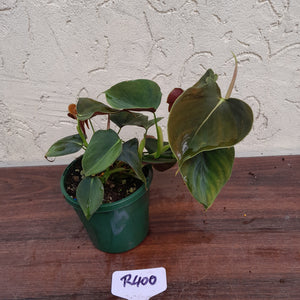 #R400 Philodendron Lupinum