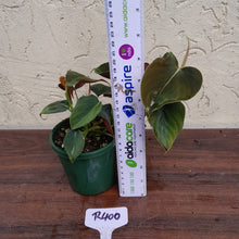 Load image into Gallery viewer, #R400 Philodendron Lupinum