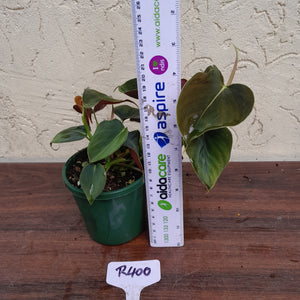 #R400 Philodendron Lupinum