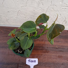 Load image into Gallery viewer, #R400 Philodendron Lupinum
