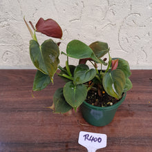 Load image into Gallery viewer, #R400 Philodendron Lupinum
