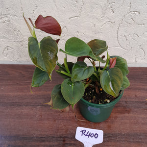 #R400 Philodendron Lupinum