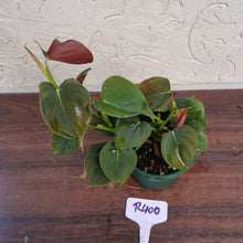 Load image into Gallery viewer, #R400 Philodendron Lupinum