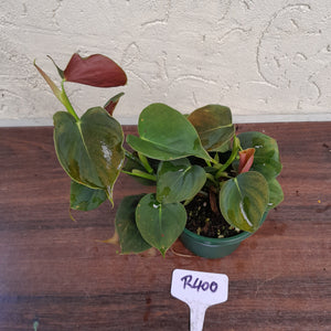 #R400 Philodendron Lupinum