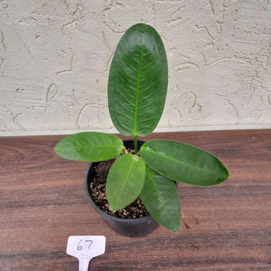 #67 Anthurium Coriaceum
