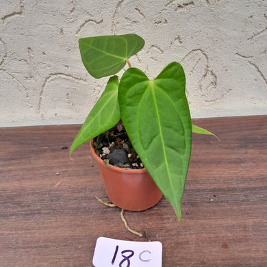 #18C Anthurium Magnificum xx