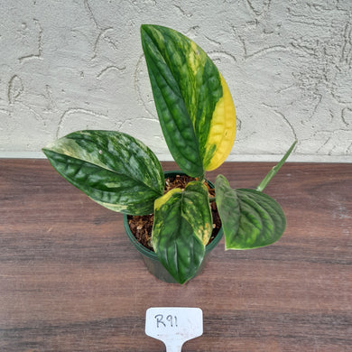 #R91 Variegated Monstera Peru