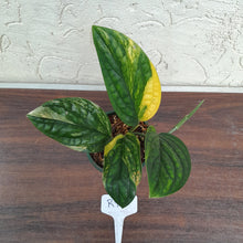 Load image into Gallery viewer, #R91 Variegated Monstera Peru