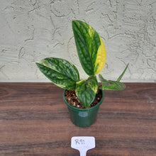Load image into Gallery viewer, #R91 Variegated Monstera Peru