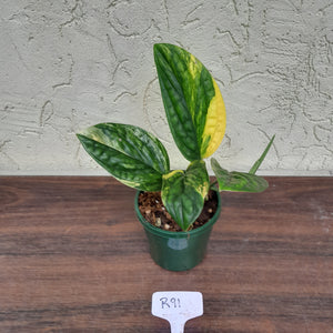#R91 Variegated Monstera Peru