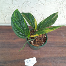 Load image into Gallery viewer, #R91 Variegated Monstera Peru
