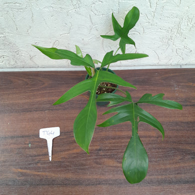 #D44 Philodendron Glad Hands