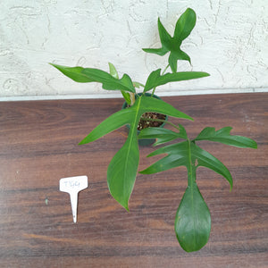 #D44 Philodendron Glad Hands